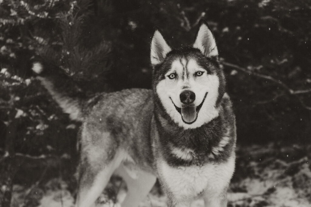 A white and black photo of a husky dog in front of pine trees