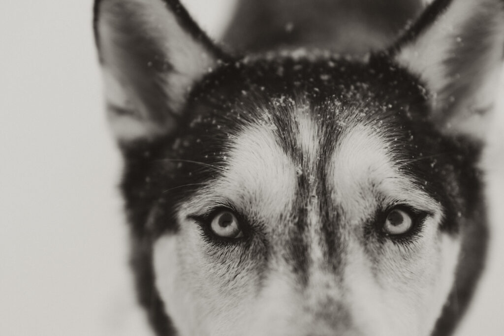 A close up black and white photo of a husky dogs eyes in the snow