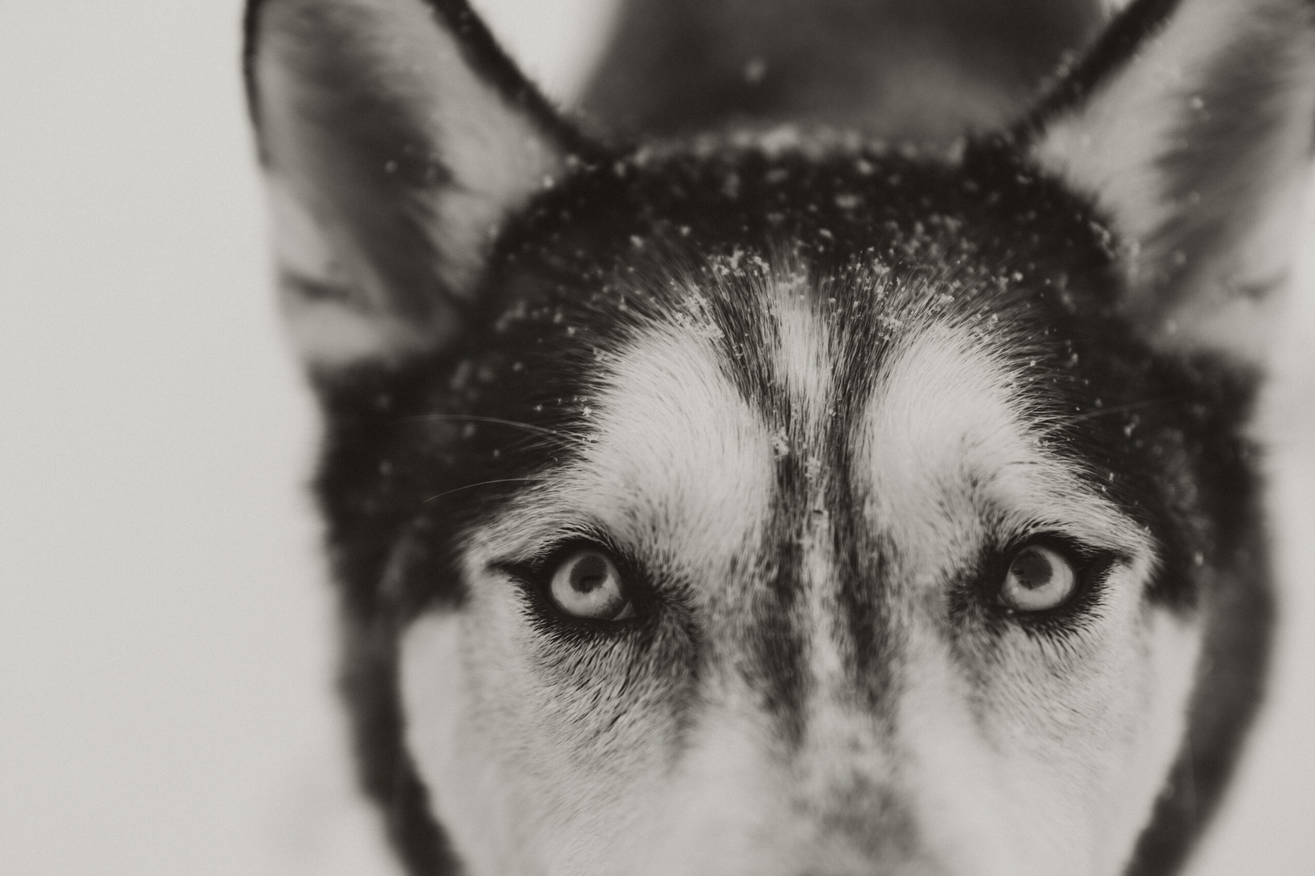 A black and white photo of a husky dogs eyes in the snow